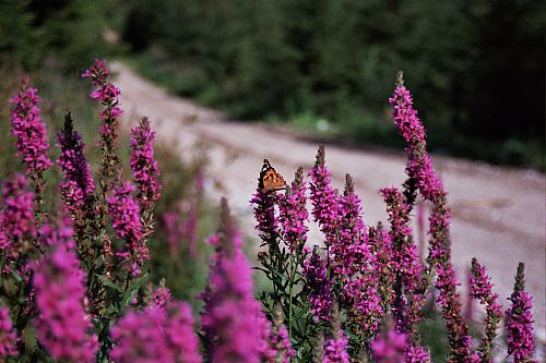 Foto:  &copy;