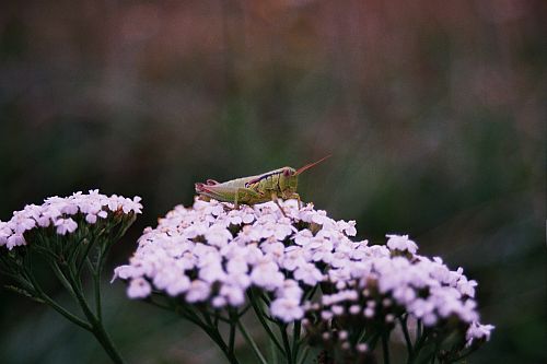 Foto:  &copy;