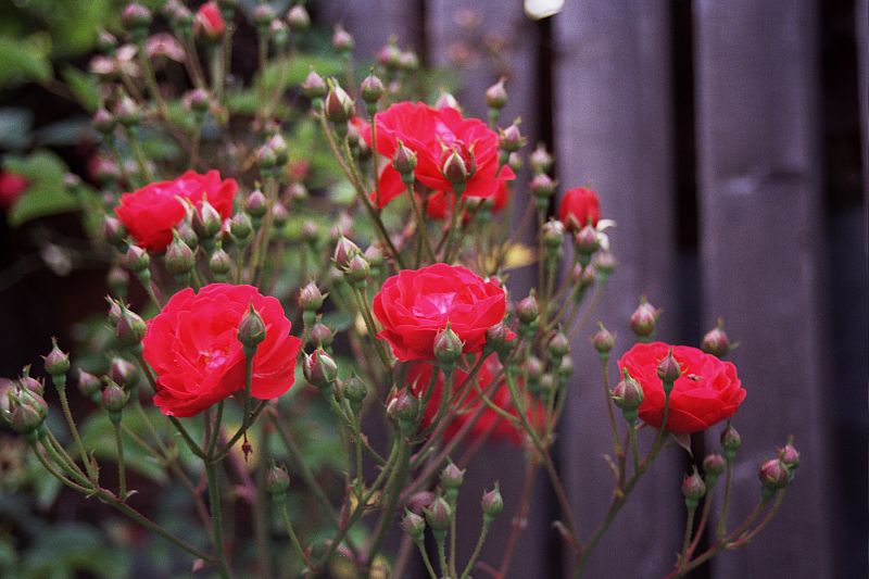 Foto:  &copy;