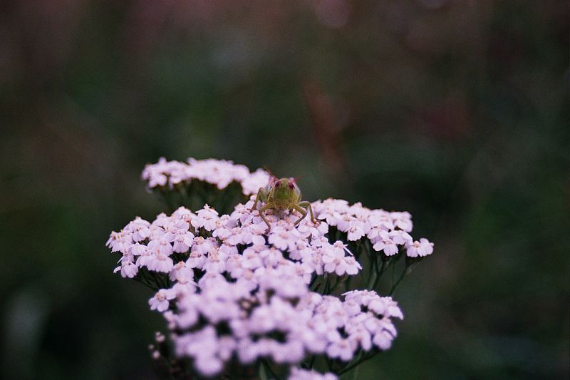 Foto:  &copy;