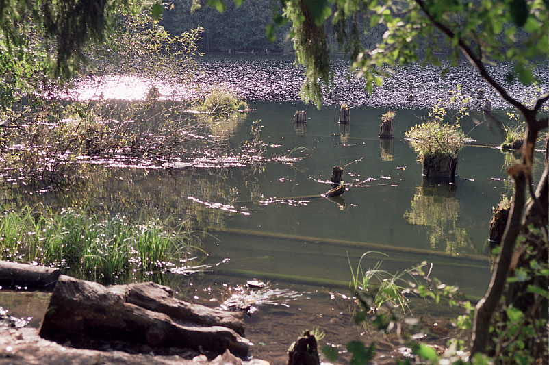 Foto: Rennkuckuck &copy;