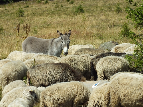&copy; R.Thiel
09.08.2012 14:40:22
09.08.2012
Rumänien 2012
Rumänienfotos