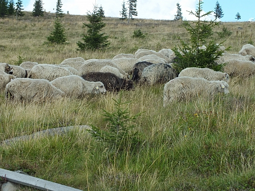 &copy; R.Thiel
09.08.2012 14:40:51
09.08.2012
Rumänien 2012
Rumänienfotos