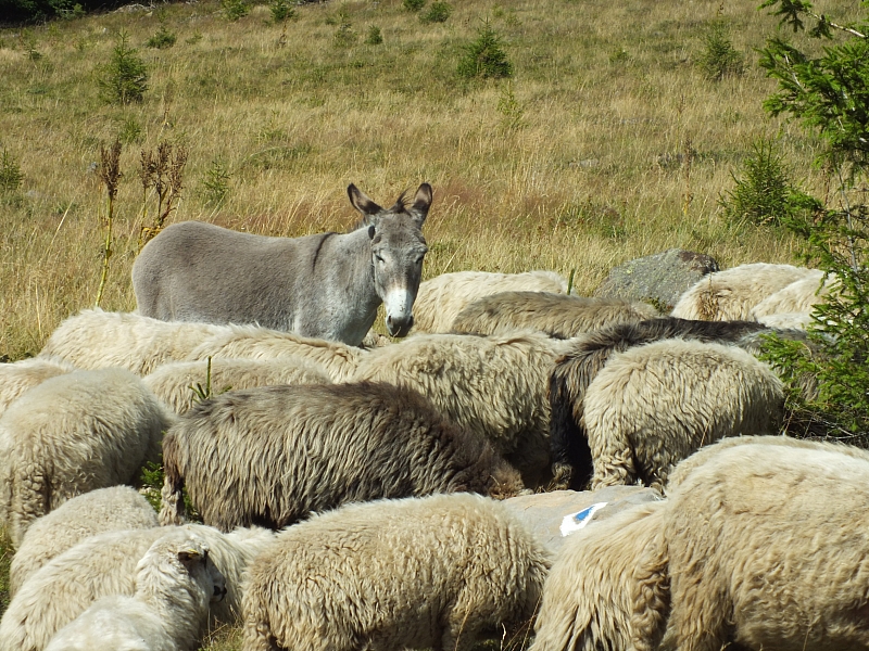 &copy; R.Thiel
09.08.2012 14:40:22
09.08.2012
Rumänien 2012
Rumänienfotos