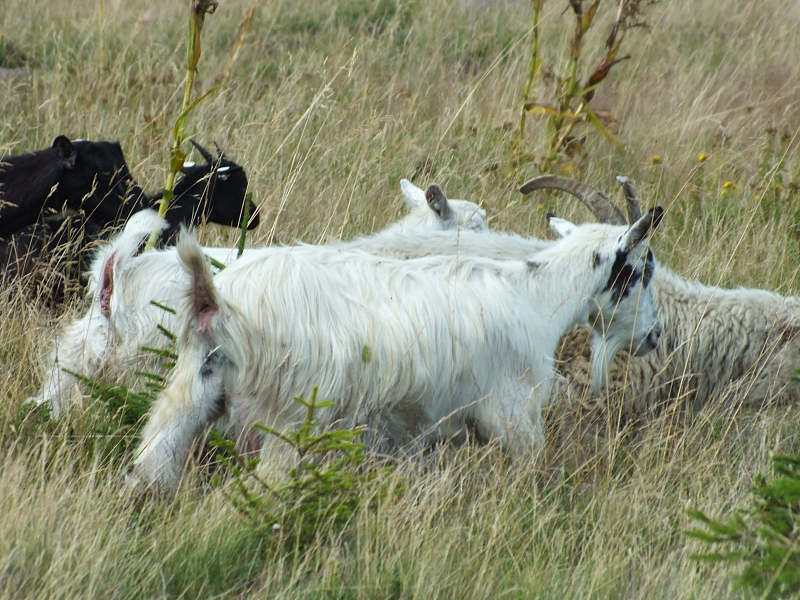 &copy; R.Thiel
09.08.2012 14:44:04
09.08.2012
Rumänien 2012
Rumänienfotos