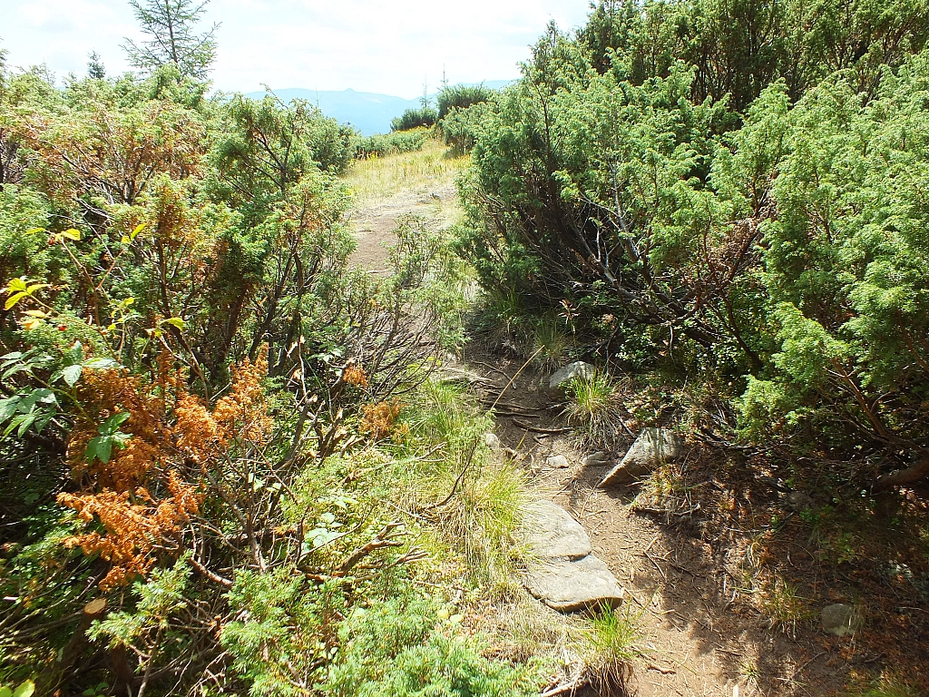 &copy; R.Thiel
09.08.2012 12:45:38
09.08.2012
Rumänien 2012
Rumänienfotos