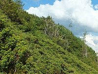 11.08.2012 17:26:41
11.08.2012
Rumänien 2012
Rumänienfotos