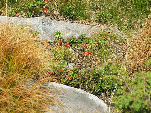 &copy; R.Thiel
11.08.2012 17:25:05
11.08.2012
Rumänien 2012
Rumänienfotos