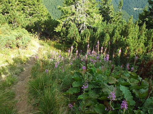 &copy; R.Thiel
11.08.2012 17:45:04
11.08.2012
Rumänien 2012
Rumänienfotos