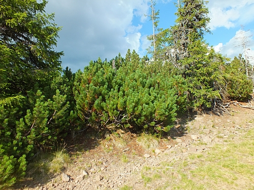 &copy; R.Thiel
11.08.2012 17:58:16
11.08.2012
Rumänien 2012
Rumänienfotos