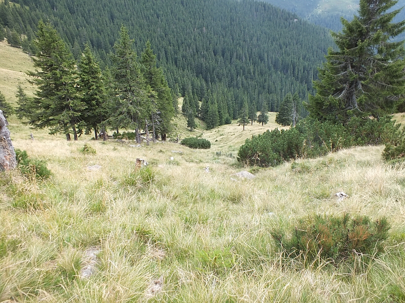 &copy; R.Thiel
11.08.2012 14:25:57
11.08.2012
Rumänien 2012
Rumänienfotos