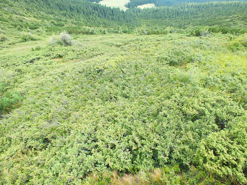 &copy; R.Thiel
11.08.2012 15:03:24
11.08.2012
Rumänien 2012
Rumänienfotos