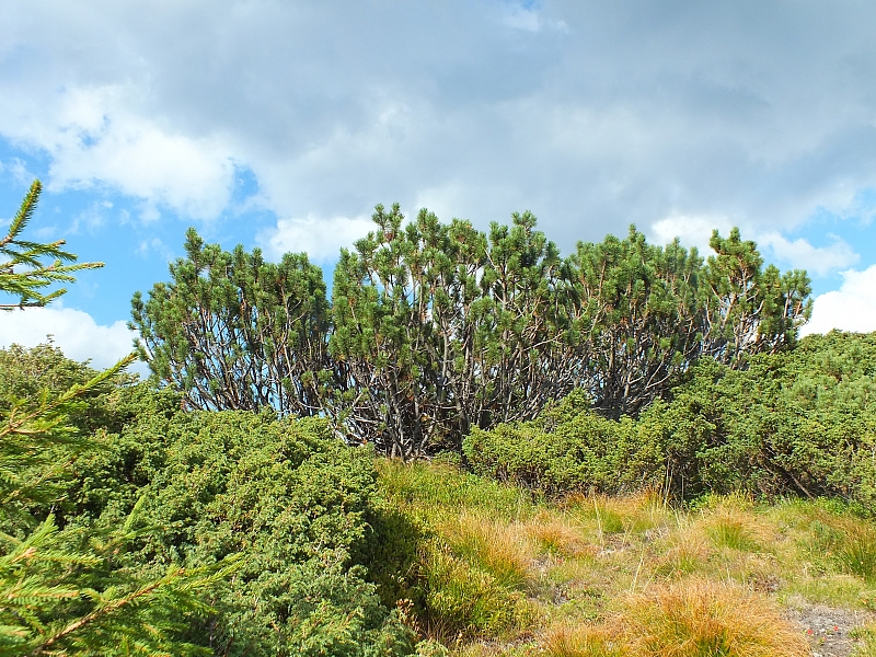 &copy; R.Thiel
11.08.2012 17:25:22
11.08.2012
Rumänien 2012
Rumänienfotos
