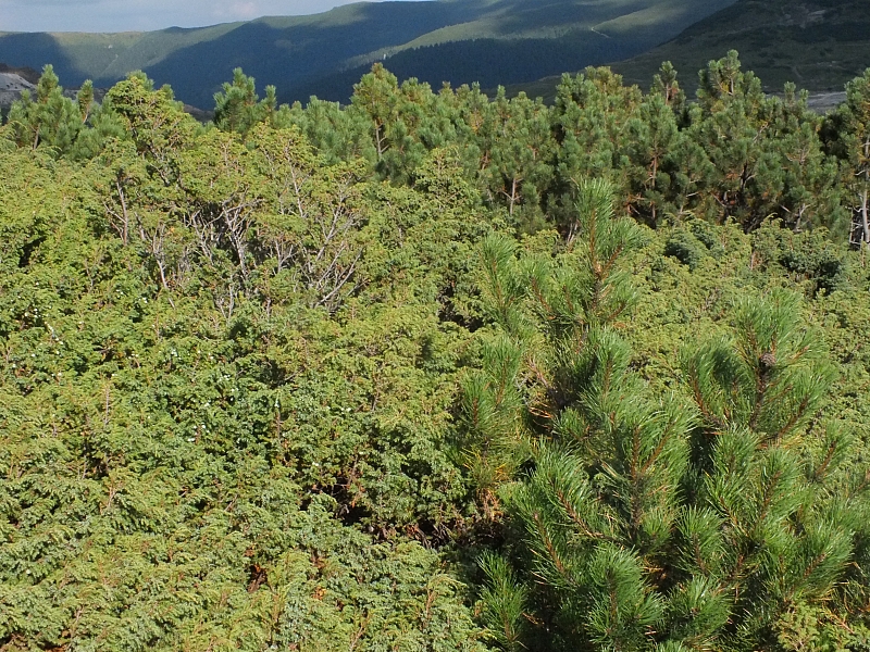 &copy; R.Thiel
11.08.2012 17:34:43
11.08.2012
Rumänien 2012
Rumänienfotos