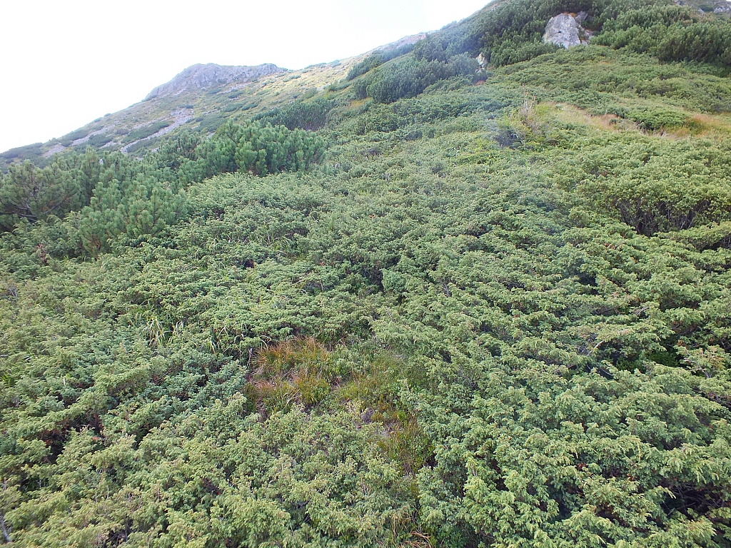 &copy; R.Thiel
11.08.2012 15:03:35
11.08.2012
Rumänien 2012
Rumänienfotos