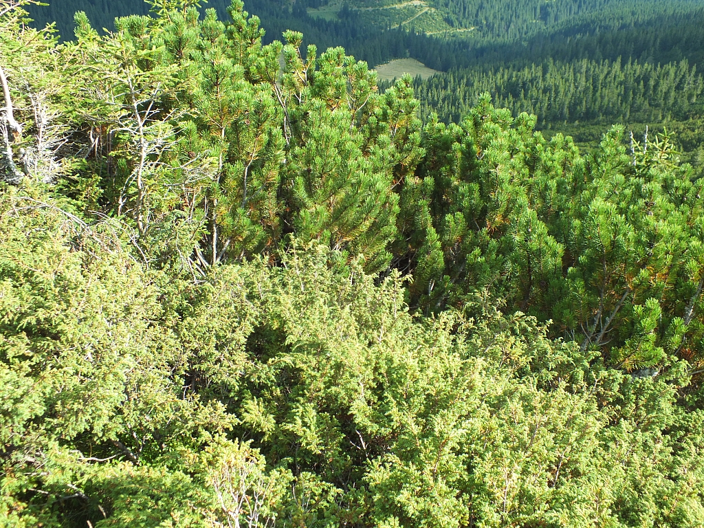 &copy; R.Thiel
11.08.2012 17:25:57
11.08.2012
Rumänien 2012
Rumänienfotos