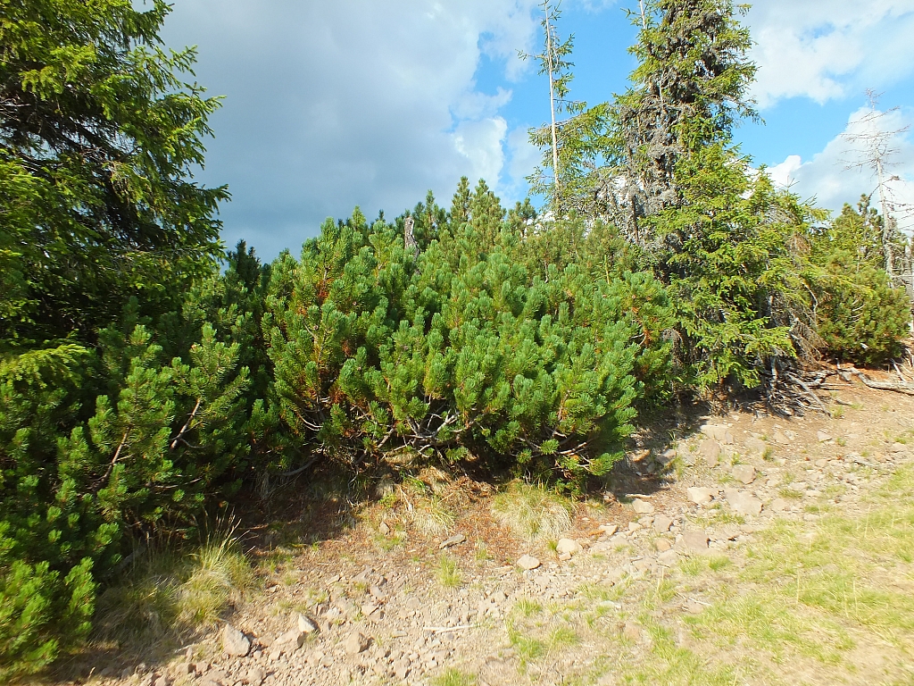 &copy; R.Thiel
11.08.2012 17:58:16
11.08.2012
Rumänien 2012
Rumänienfotos