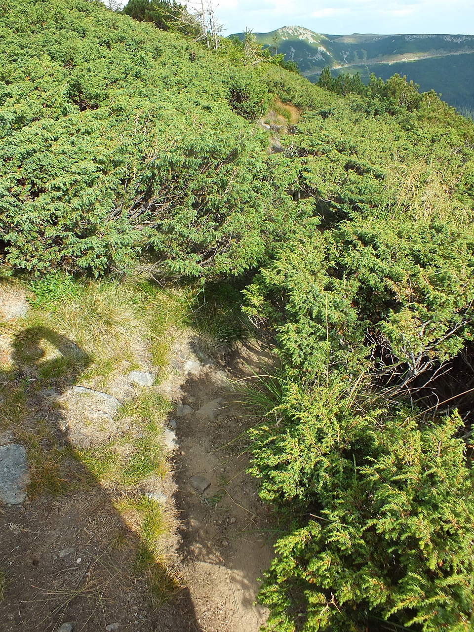 &copy; R.Thiel
11.08.2012 17:24:31
11.08.2012
Rumänien 2012
Rumänienfotos