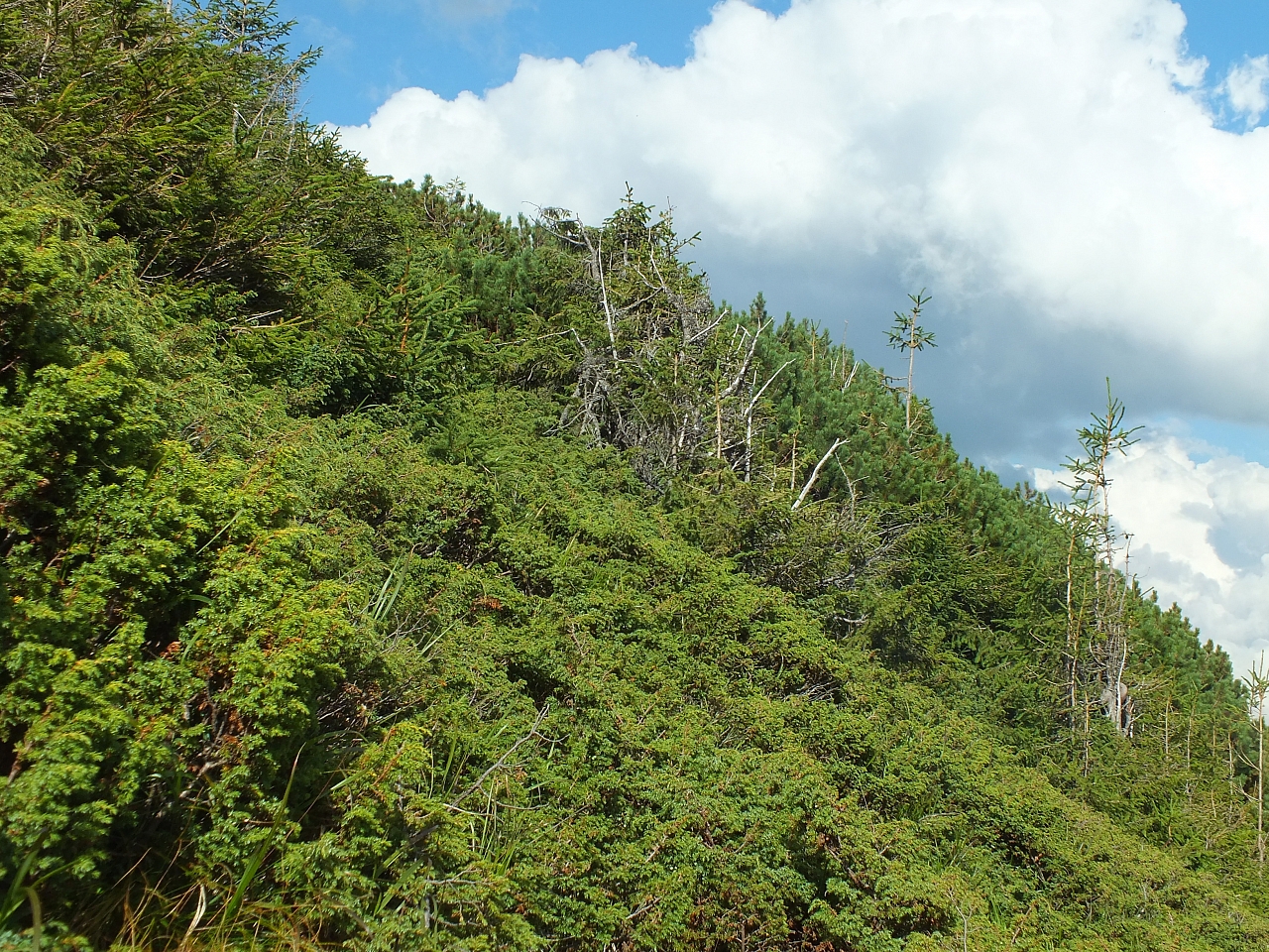 &copy; R.Thiel
11.08.2012 17:26:41
11.08.2012
Rumänien 2012
Rumänienfotos