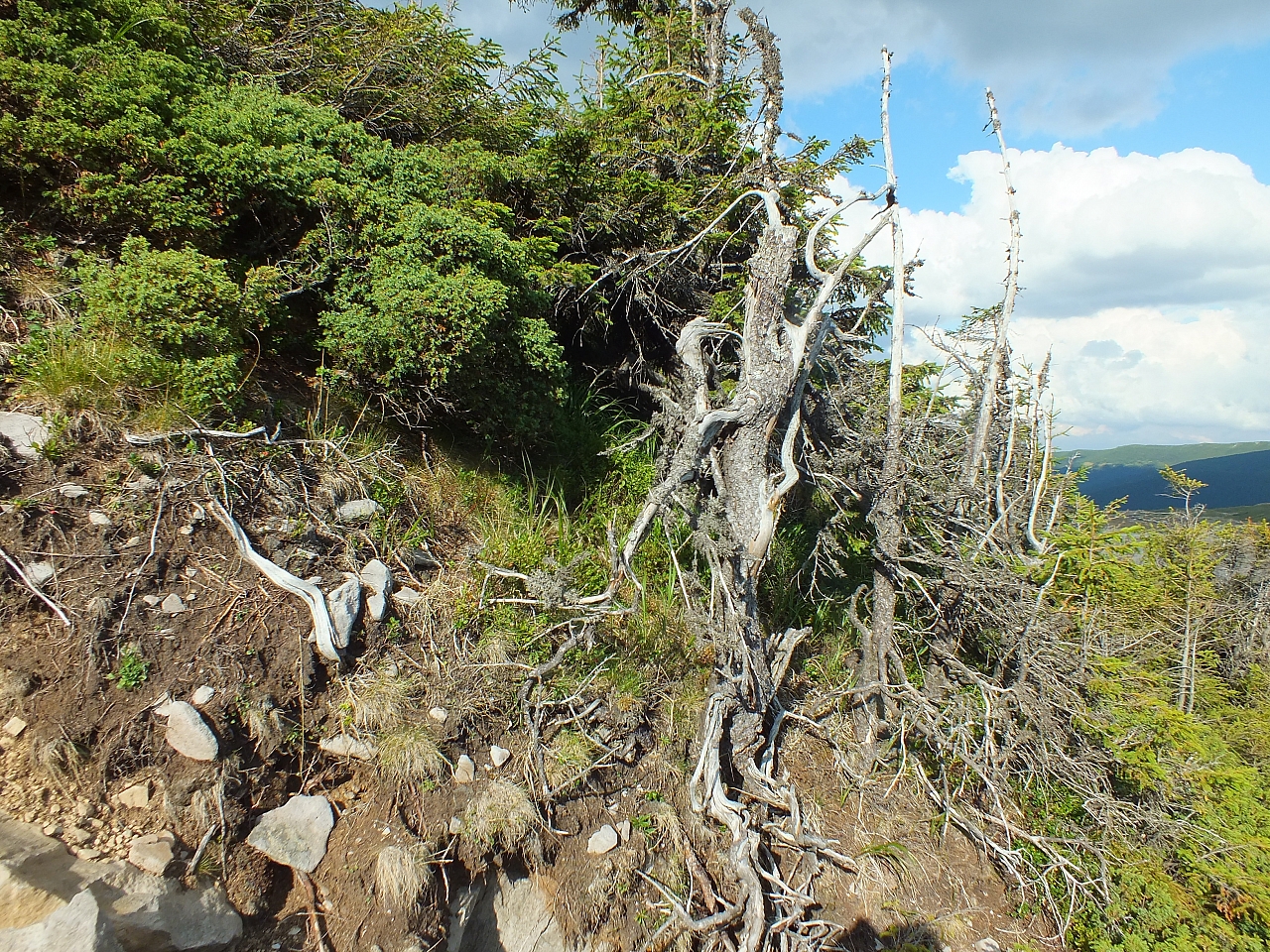 &copy; R.Thiel
11.08.2012 17:29:13
11.08.2012
Rumänien 2012
Rumänienfotos