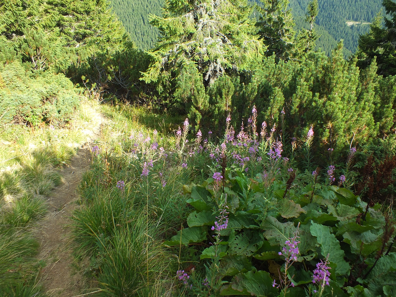 &copy; R.Thiel
11.08.2012 17:45:04
11.08.2012
Rumänien 2012
Rumänienfotos