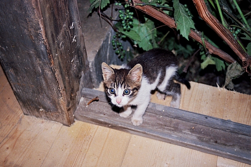 &copy; R.Thiel
Barnar (loc. Holda, oraş Broşteni, jud. Suceava)
August 2002
Rumänienfotos