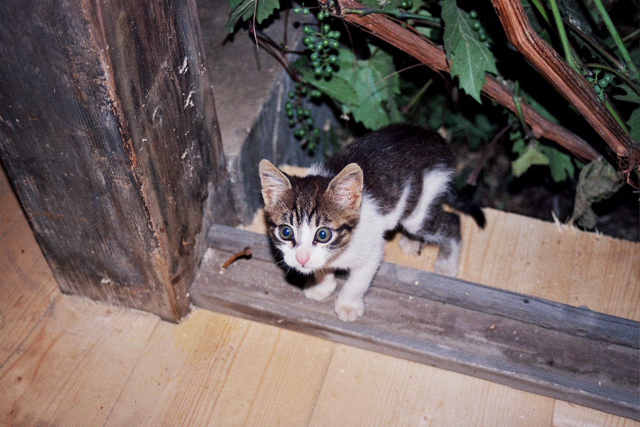 &copy; R.Thiel
Barnar (loc. Holda, oraş Broşteni, jud. Suceava)
August 2002
Rumänienfotos