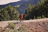 Holda von oben
August 2002
Rumänienfotos