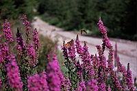 Impressionen aus den Bistritz-Bergen
August 2002
Rumänienfotos