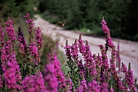 Impressionen aus den Bistritz-Bergen
August 2002
Rumänienfotos