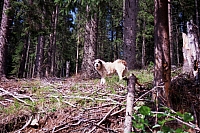 Impressionen aus den Bistritz-Bergen
August 2002
Rumänienfotos