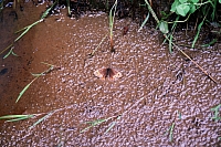 Impressionen aus den Bistritz-Bergen
August 2002
Rumänienfotos