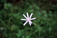 Impressionen aus den Bistritz-Bergen
August 2002
Rumänienfotos