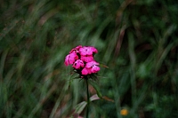 Impressionen aus den Bistritz-Bergen
August 2002
Rumänienfotos