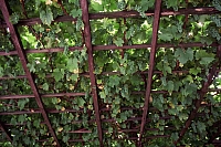 Impressionen aus den Bistritz-Bergen
August 2002
Rumänienfotos