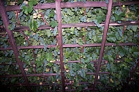 Impressionen aus den Bistritz-Bergen
August 2002
Rumänienfotos