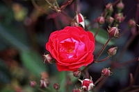 Impressionen aus den Bistritz-Bergen
August 2002
Rumänienfotos