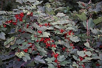 Impressionen aus den Bistritz-Bergen
August 2002
Rumänienfotos