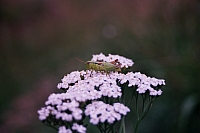 Impressionen aus den Bistritz-Bergen
August 2002
Rumänienfotos
