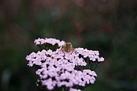 Impressionen aus den Bistritz-Bergen
August 2002
Rumänienfotos