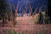 Impressionen aus den Bistritz-Bergen
August 2002
7_Natur