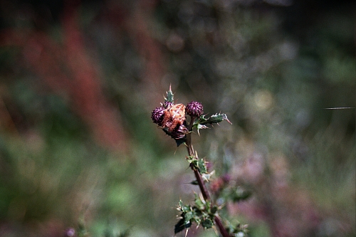 &copy; R.Thiel
Impressionen aus den Bistritz-Bergen
August 2002
Rumänienfotos