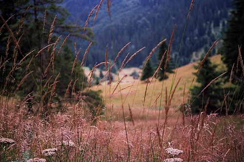 &copy; R.Thiel
Impressionen aus den Bistritz-Bergen
August 2002
Rumänienfotos