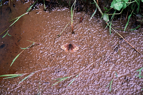 &copy; R.Thiel
Impressionen aus den Bistritz-Bergen
August 2002
Rumänienfotos