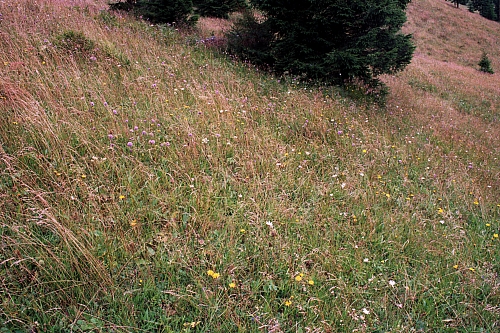 &copy; R.Thiel
Impressionen aus den Bistritz-Bergen
August 2002
Rumänienfotos