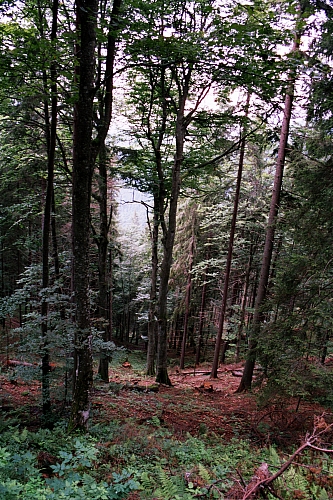 &copy; R.Thiel
Impressionen aus den Bistritz-Bergen
August 2002
Rumänienfotos