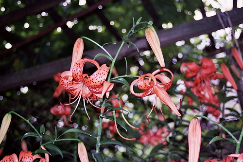 &copy; R.Thiel
Impressionen aus den Bistritz-Bergen
August 2002
Rumänienfotos