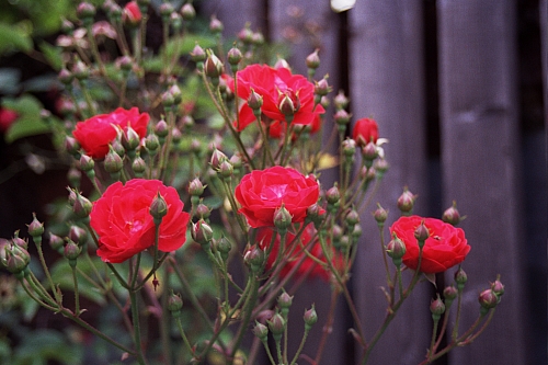 &copy; R.Thiel
Impressionen aus den Bistritz-Bergen
August 2002
Rumänienfotos