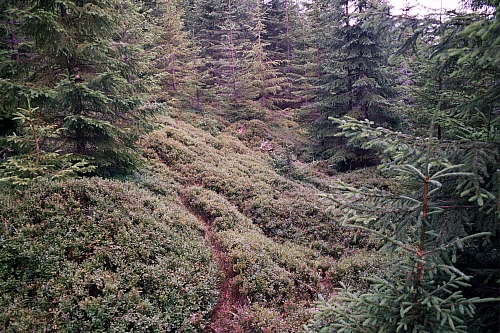 &copy; R.Thiel
Impressionen aus den Bistritz-Bergen
August 2002
Rumänienfotos