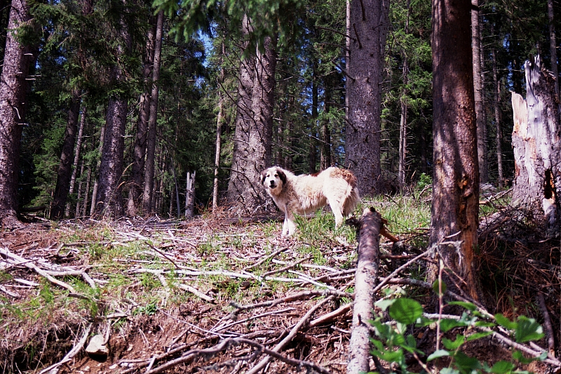 &copy; R.Thiel
Impressionen aus den Bistritz-Bergen
August 2002
Rumänienfotos